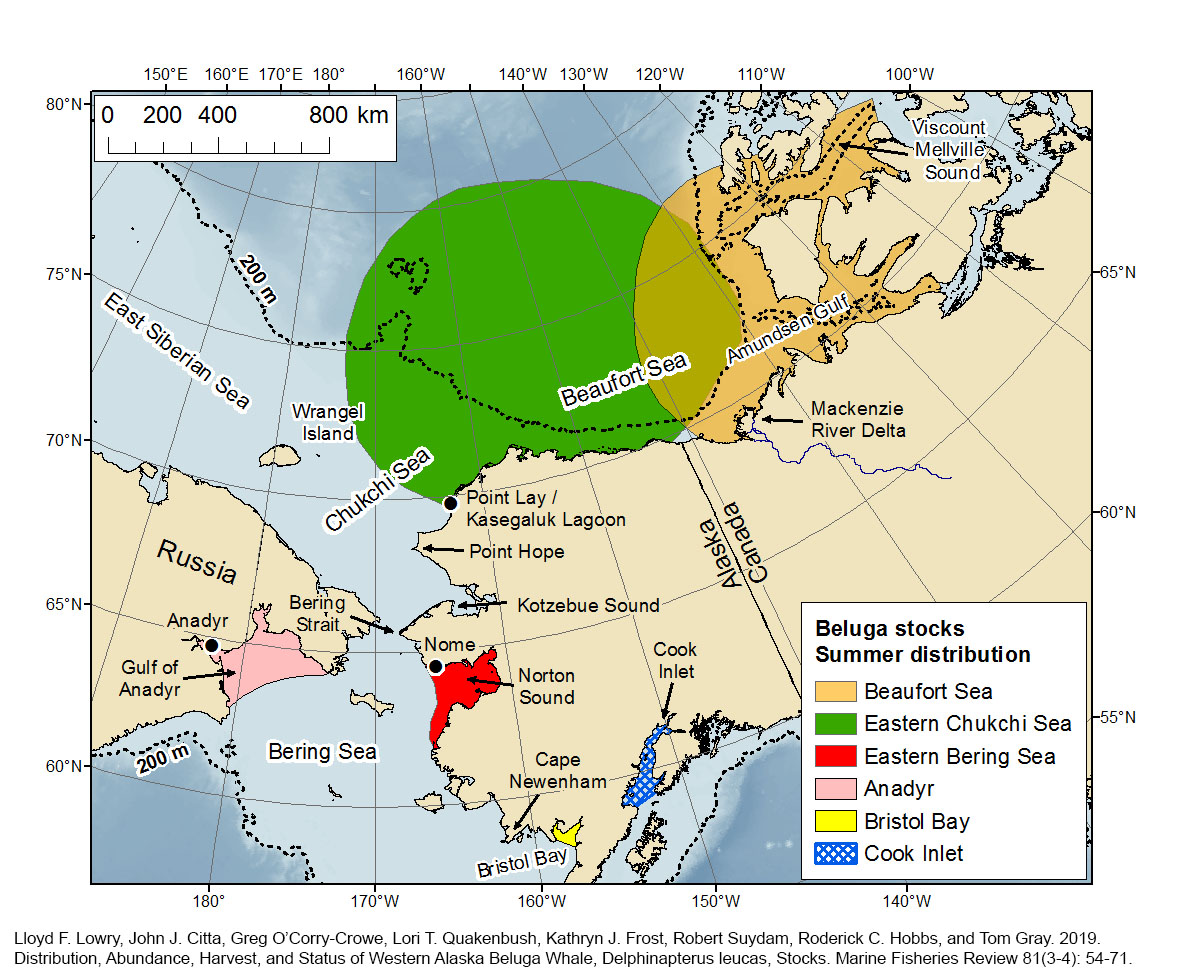 Beluga Whale  NOAA Fisheries