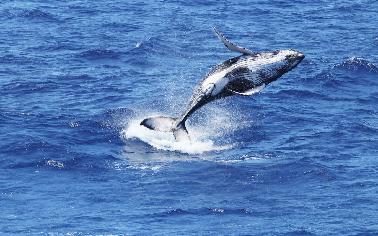 10 Wonderful Whale Facts | NOAA Fisheries