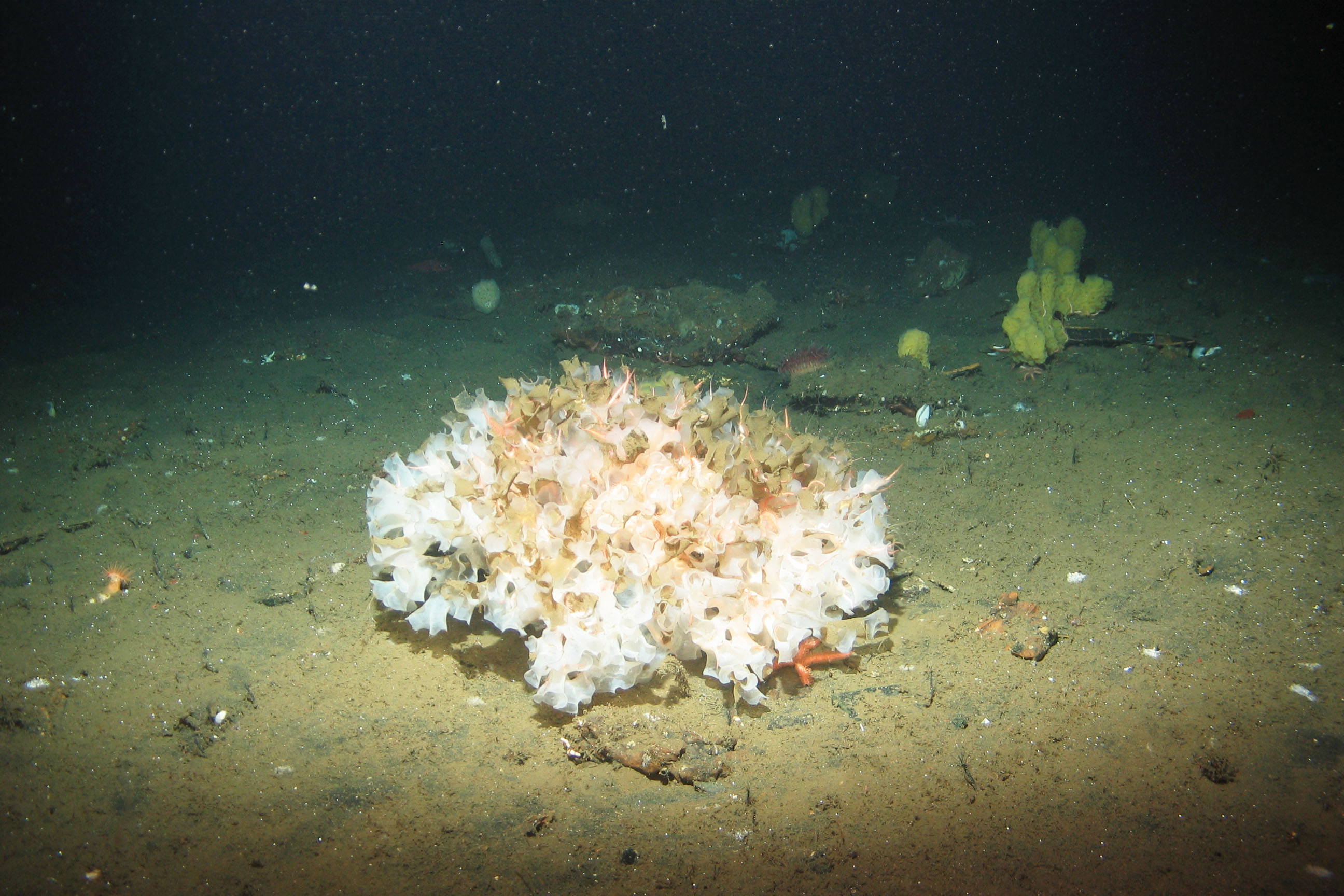 Thousands of Mysterious Yellow Sponges Wash Up On French Beaches, Smart  News