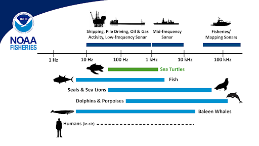 Sea Turtles in a Sea of Sound | NOAA Fisheries Sea Turtles in a Sea of Sound | NOAA Fisheries