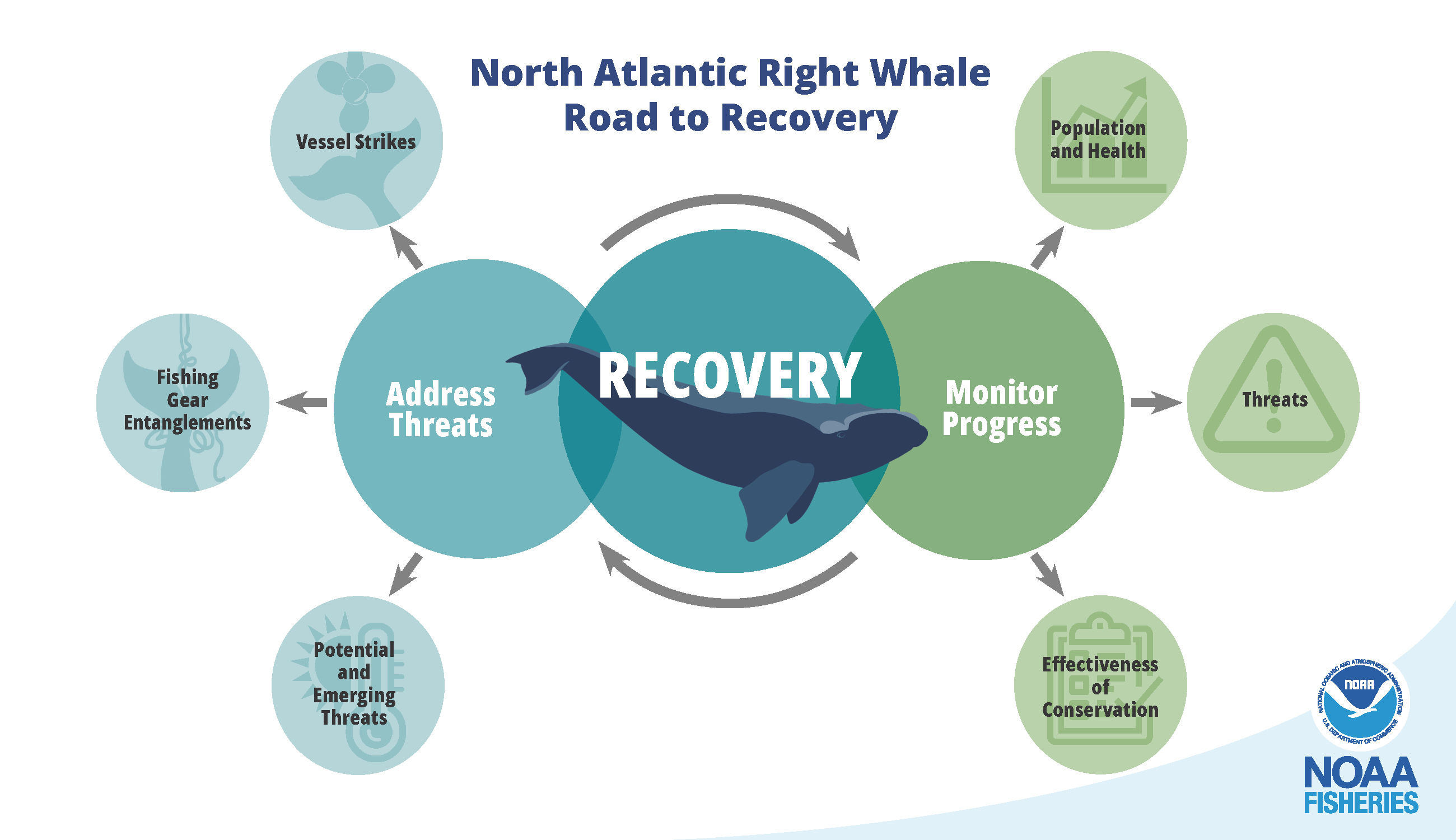 Graphic depicting threats of and areas of conservation for North Atlantic right whales