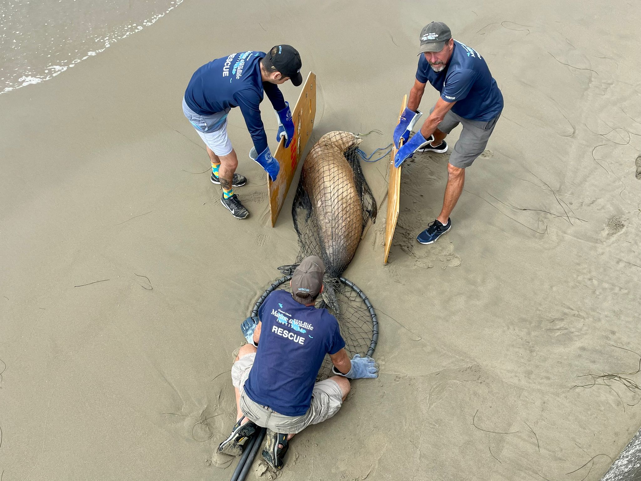 Sick sea lions wash up on California beaches due to toxic algae