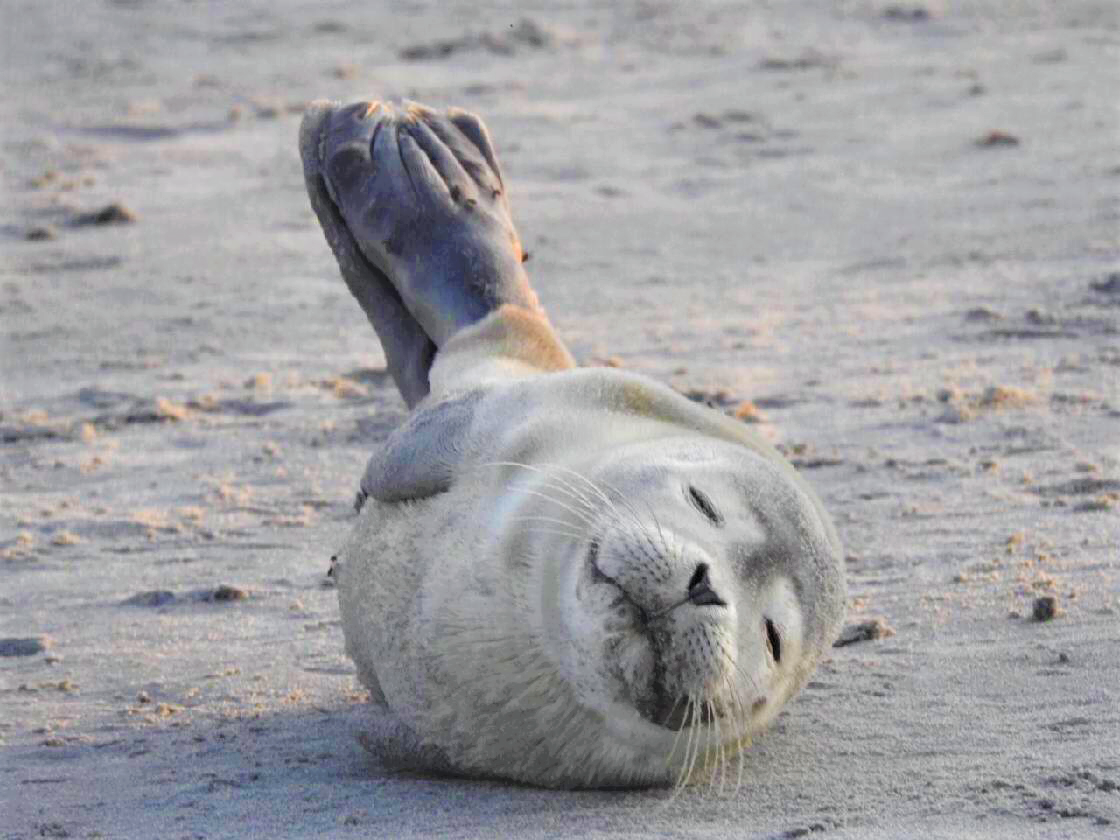 Seal Week 2022 | NOAA Fisheries
