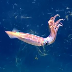 Invertebrates | NOAA Fisheries Invertebrates | NOAA Fisheries