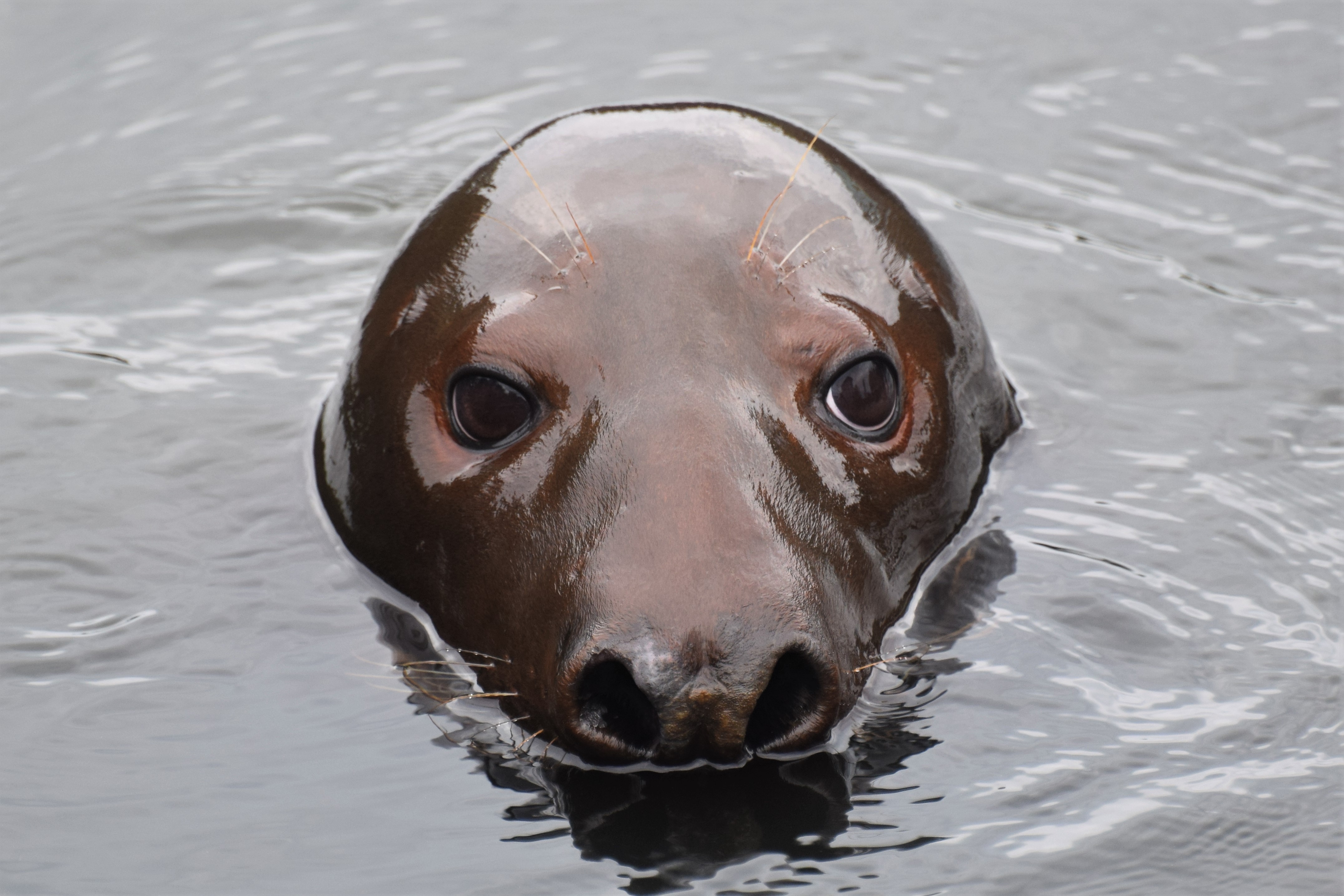 A gray seal that showed up in a Beverly, Massachusetts pond quickly won  over the town's hearts during his week-long stay before officials relocated  him. | NOAA Fisheries