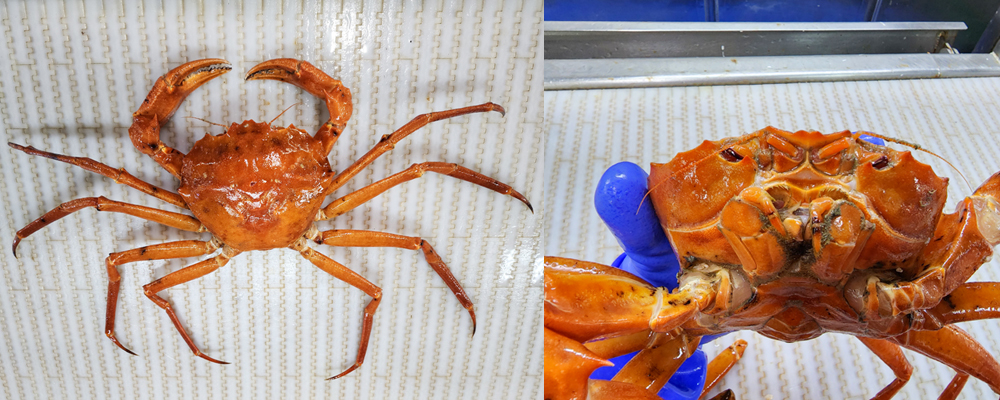 Ocean Twilight Zone Fish And Crab Blog | NOAA Fisheries