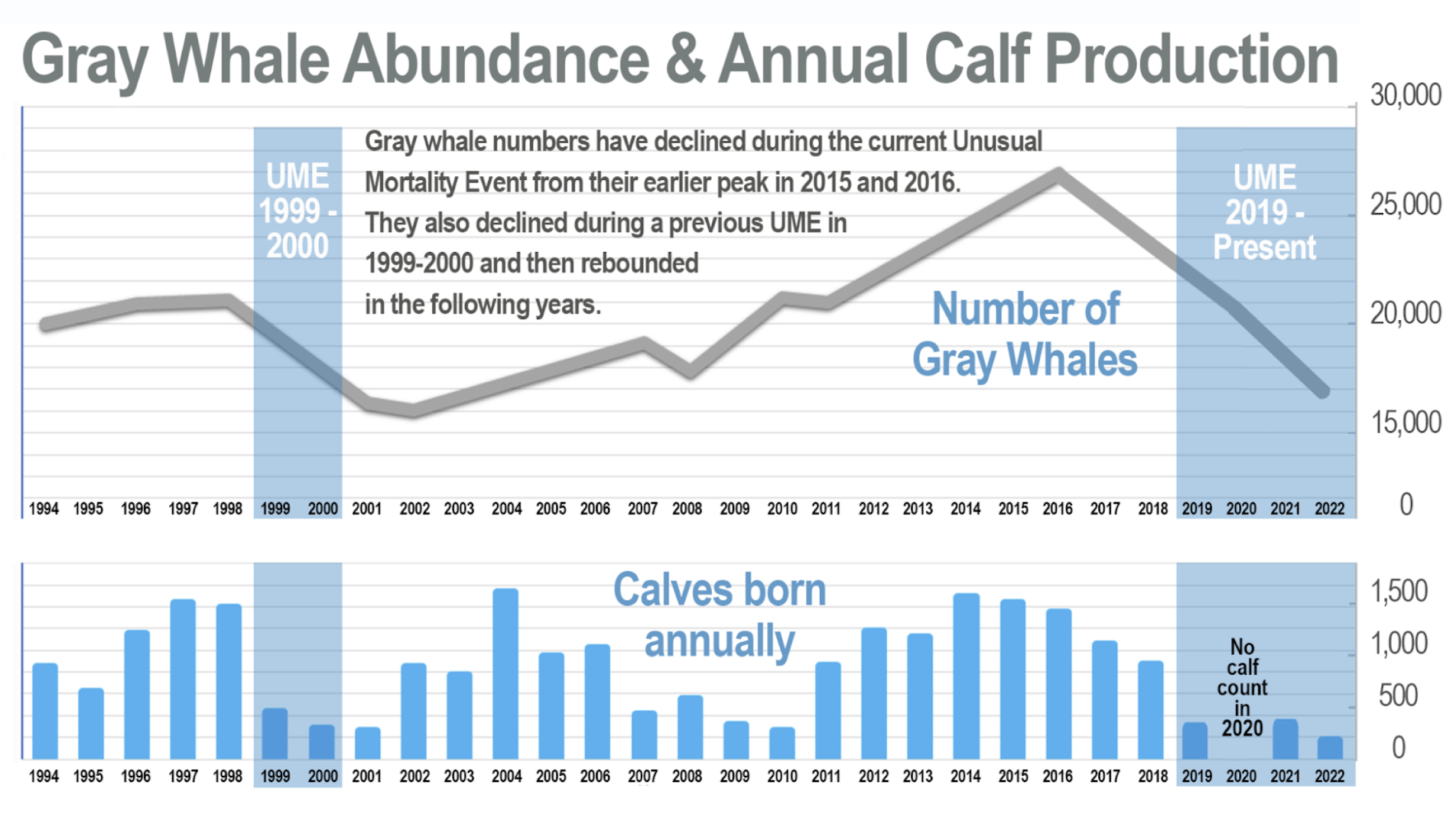 Gray Whale Numbers Continue Decline; NOAA Fisheries Will Continue