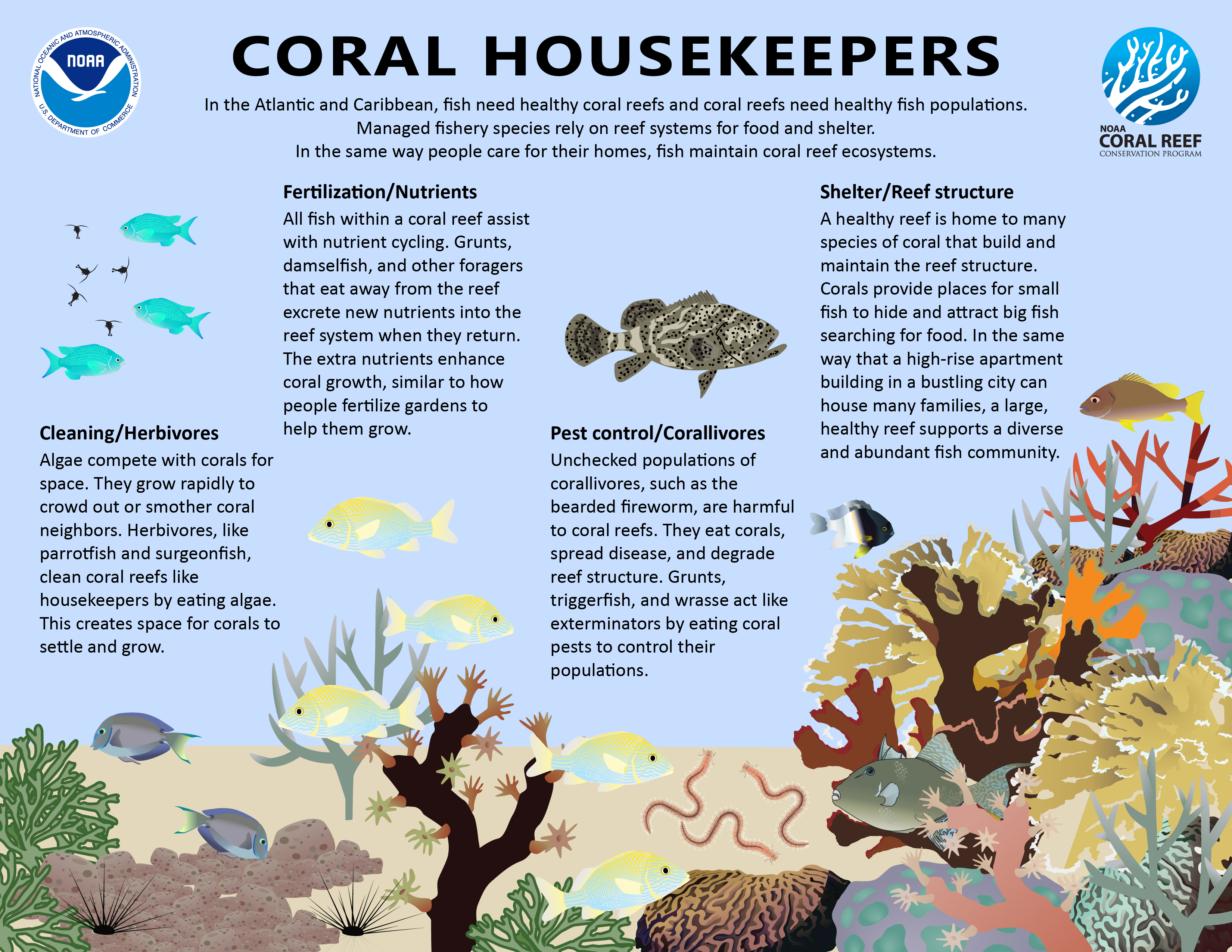 This infographic describes how fish affect coral reef ecosystems.