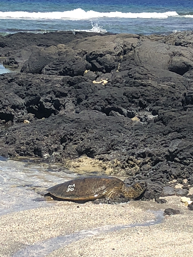 The Book of Honu: Enjoying and Learning About Hawaii's Sea Turtles – UH  Press