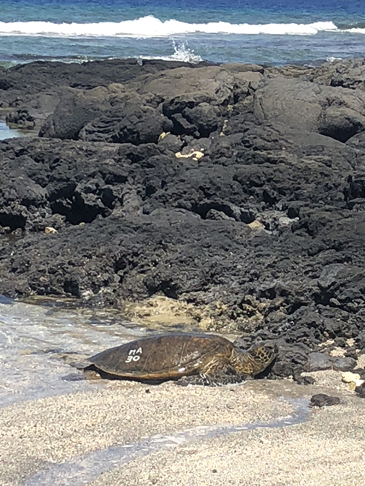 Honu Count: Report Sightings of Numbered Sea Turtles in Hawai‘i | NOAA ...