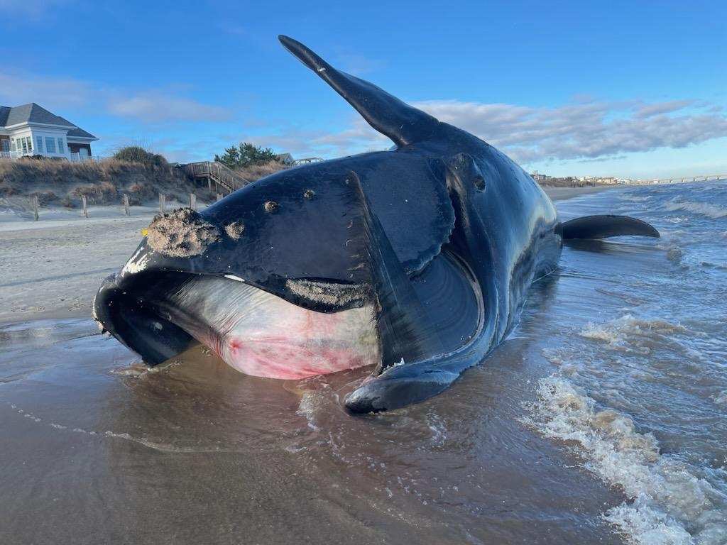 Dead whale that beached itself in Maine goes missing after storm