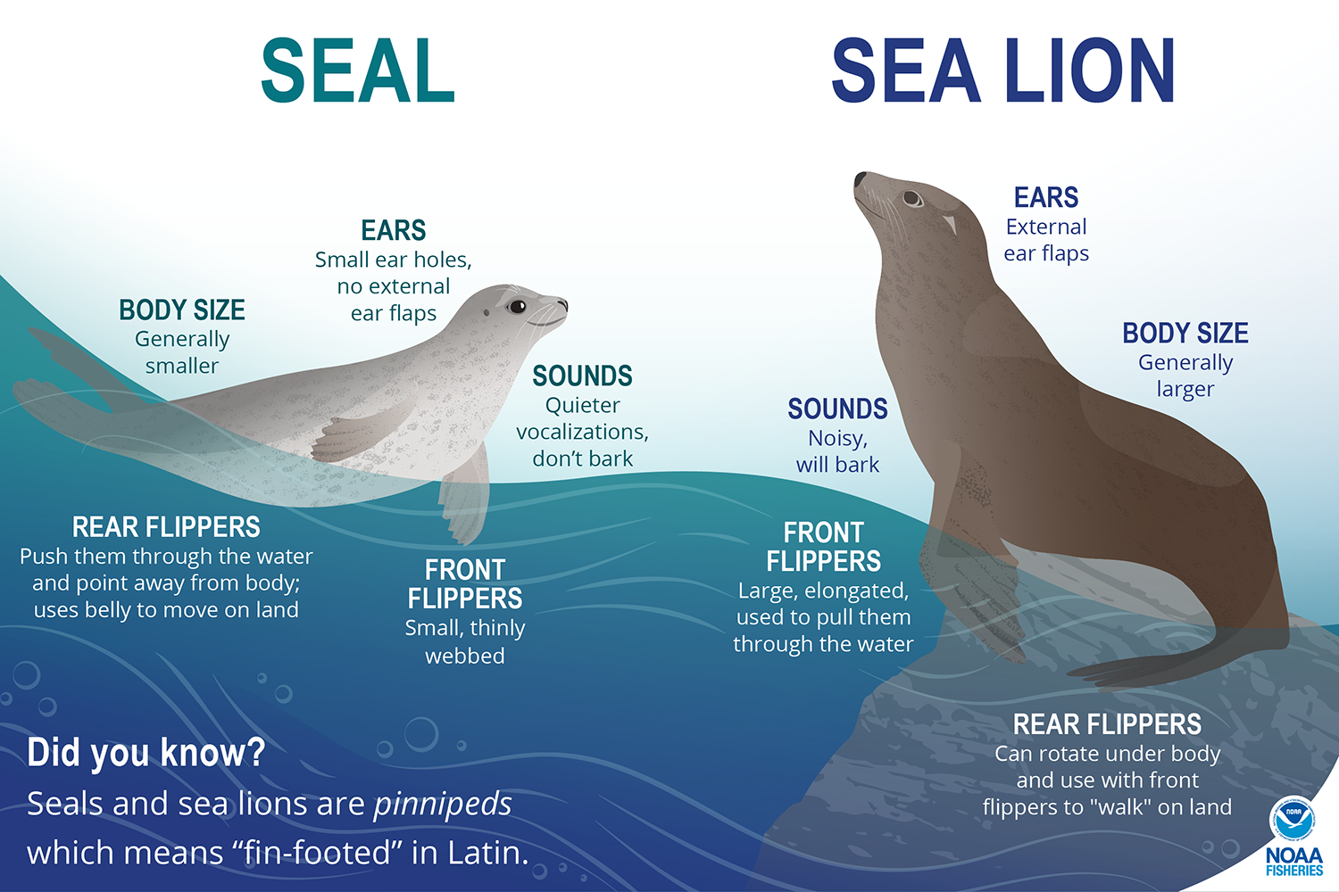 What's the difference between seals and seal lions? | NOAA Fisheries
