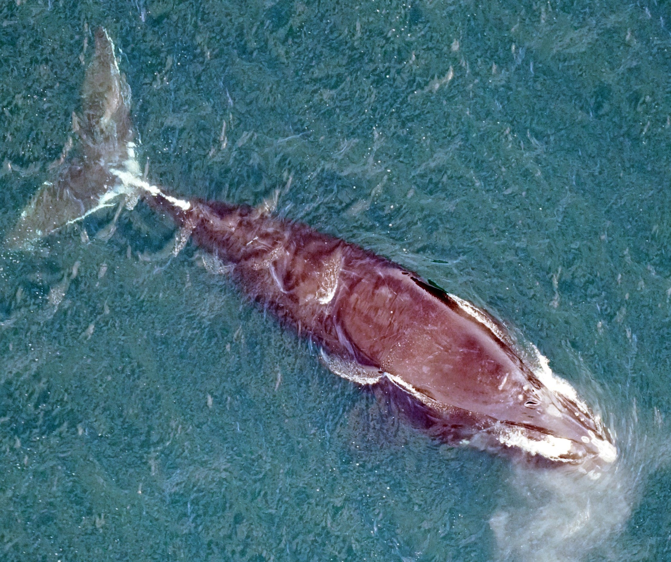 North Atlantic Right Whale Calf Stranded Dead in Florida