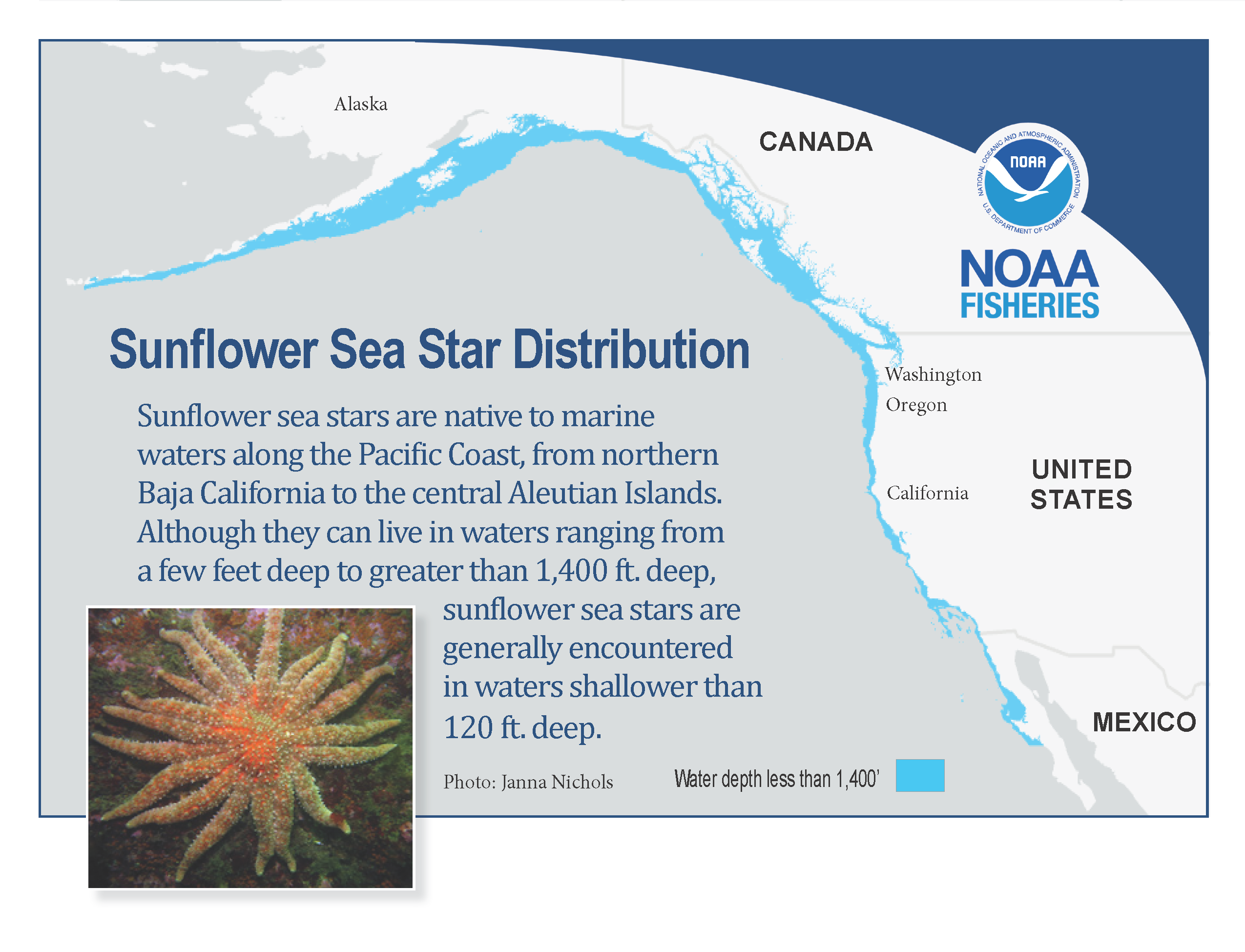 Sunflower sea stars certified as 'critically endangered' by