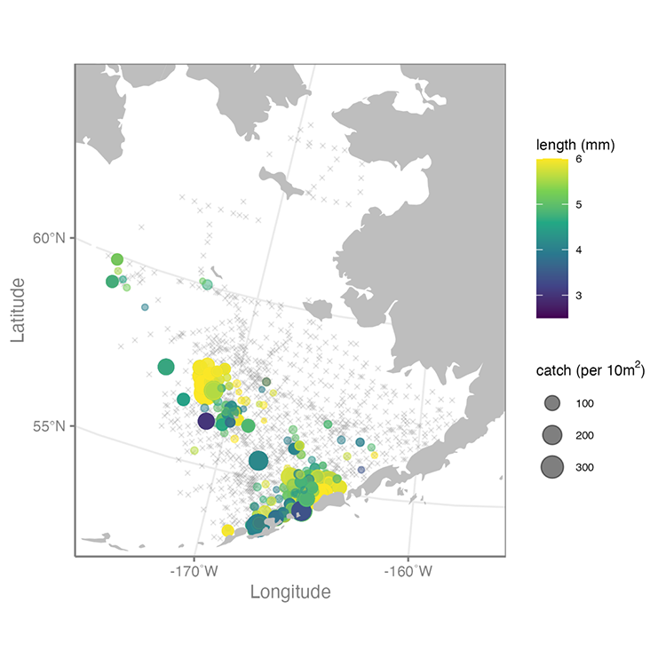 Map of Bering Sea showing length of fish ranging from yellow to blue and catch per area as circle size.