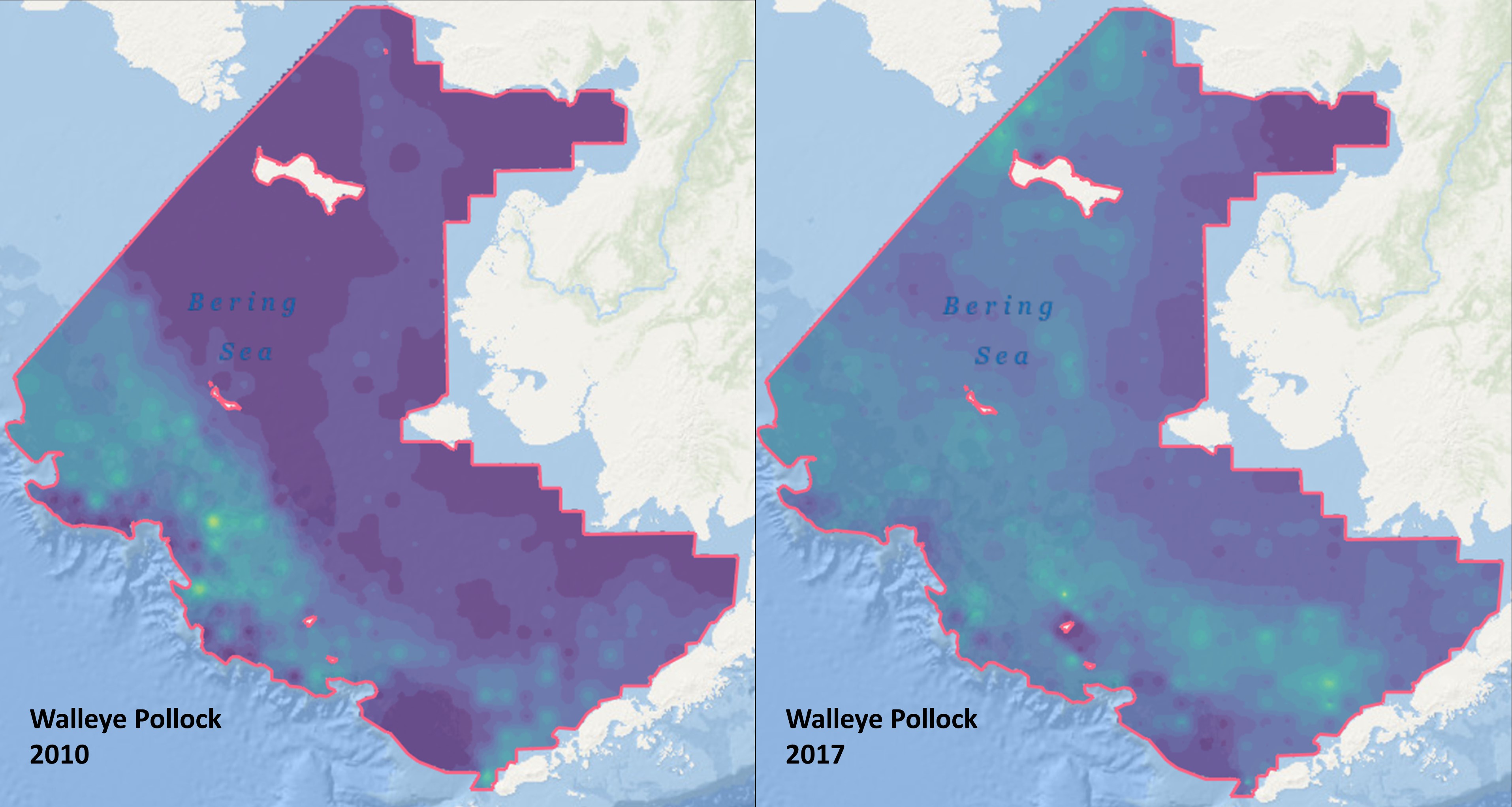 Two side-by-side maps of the eastern North Bering Sea. The map on the left is labeled "Walleye Pollock 2010" and most of the map area is purple with some green towards the bottom. The right map is labeled "Walleye Pollock 2017" and displays green throughout the map with a little purple.