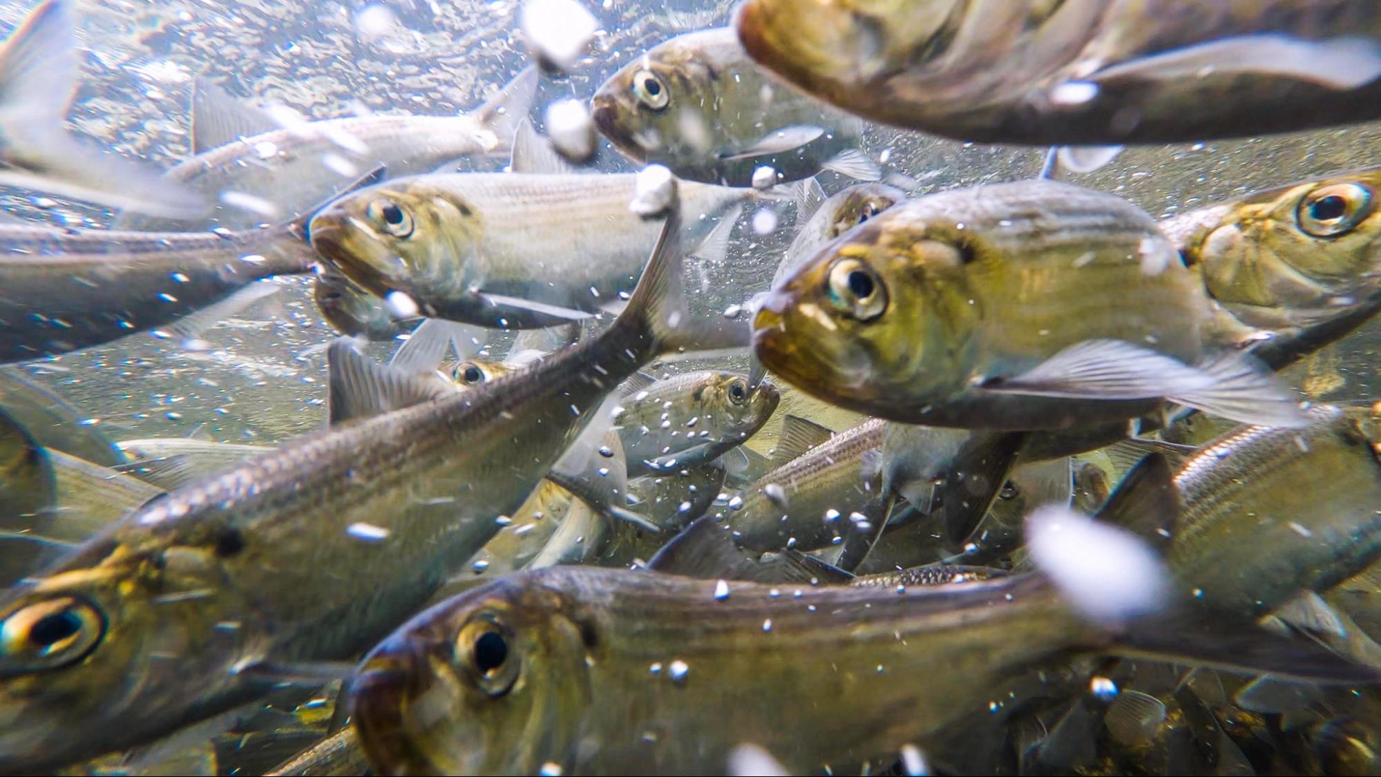 The Fish that Feeds All Restoring Habitats for River Herring has Broad