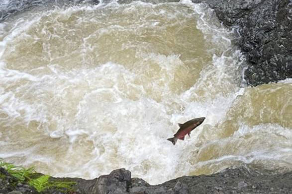 Adult male coho jumping above turbulent water