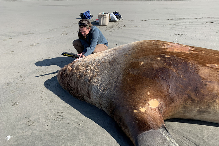 NOAA Fisheries Sadie Wright uses a metal detector to examine a dead Steller sea lion found on a beach in the Copper River Delta. Credit: NOAA Fisheries