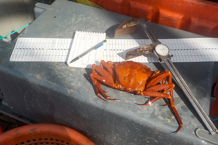 Deep sea online crab fishing