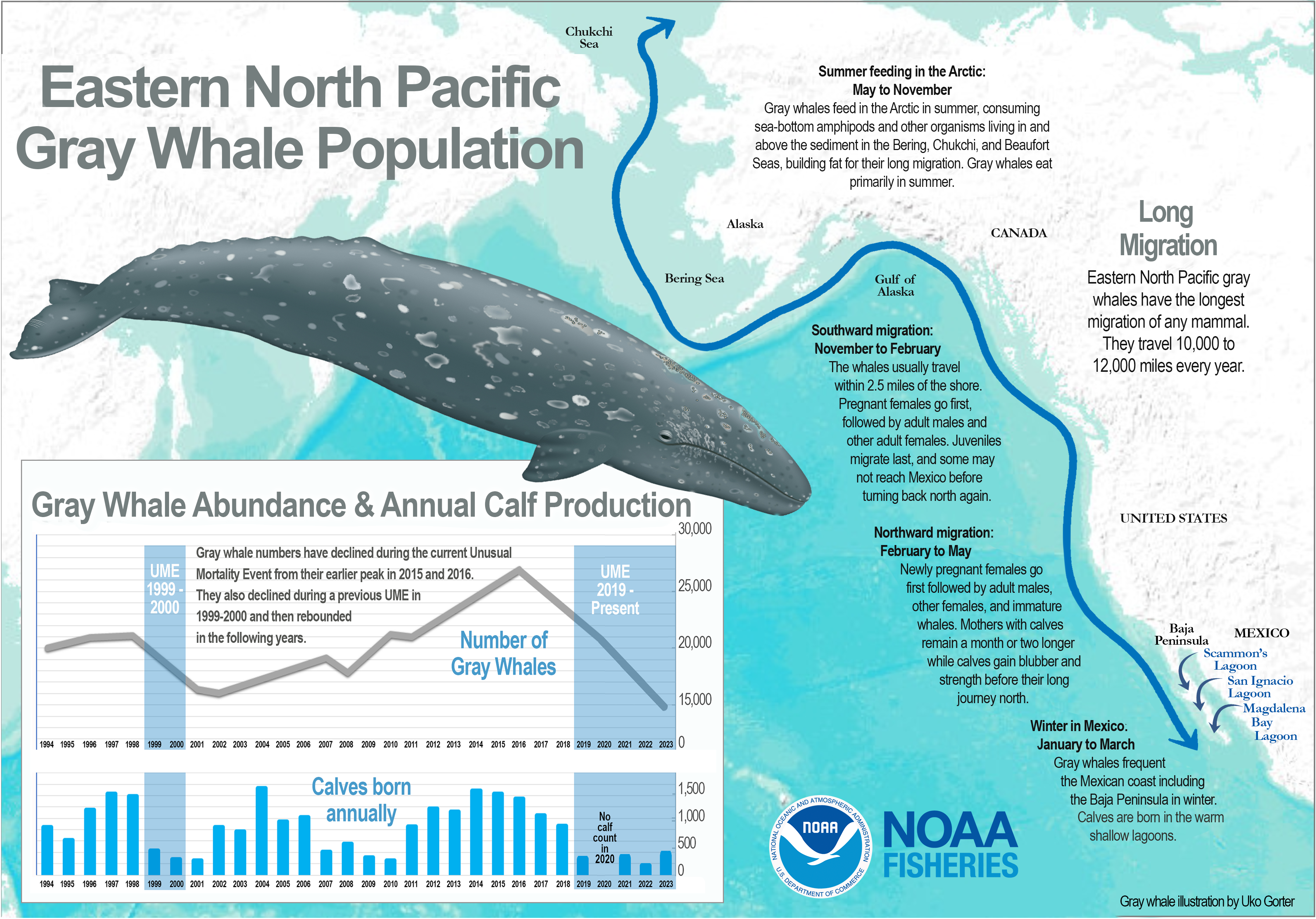 Gray whale use of the eastern North Pacific corridor showing feeding grounds, migration route, and lagoons where calves are born. Eastern North Pacific gray whale abundance and the number of calves born annually are shown in the lower lefthand corner. Credit: NOAA Fisheries