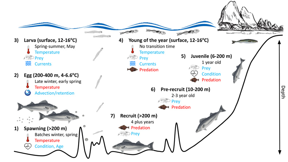 Life history of a sablefish