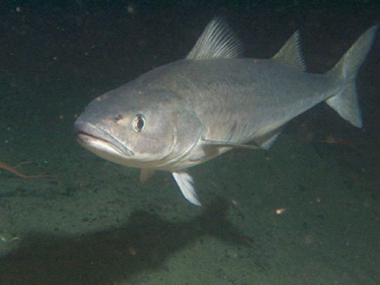 Sablefish swimming in open water