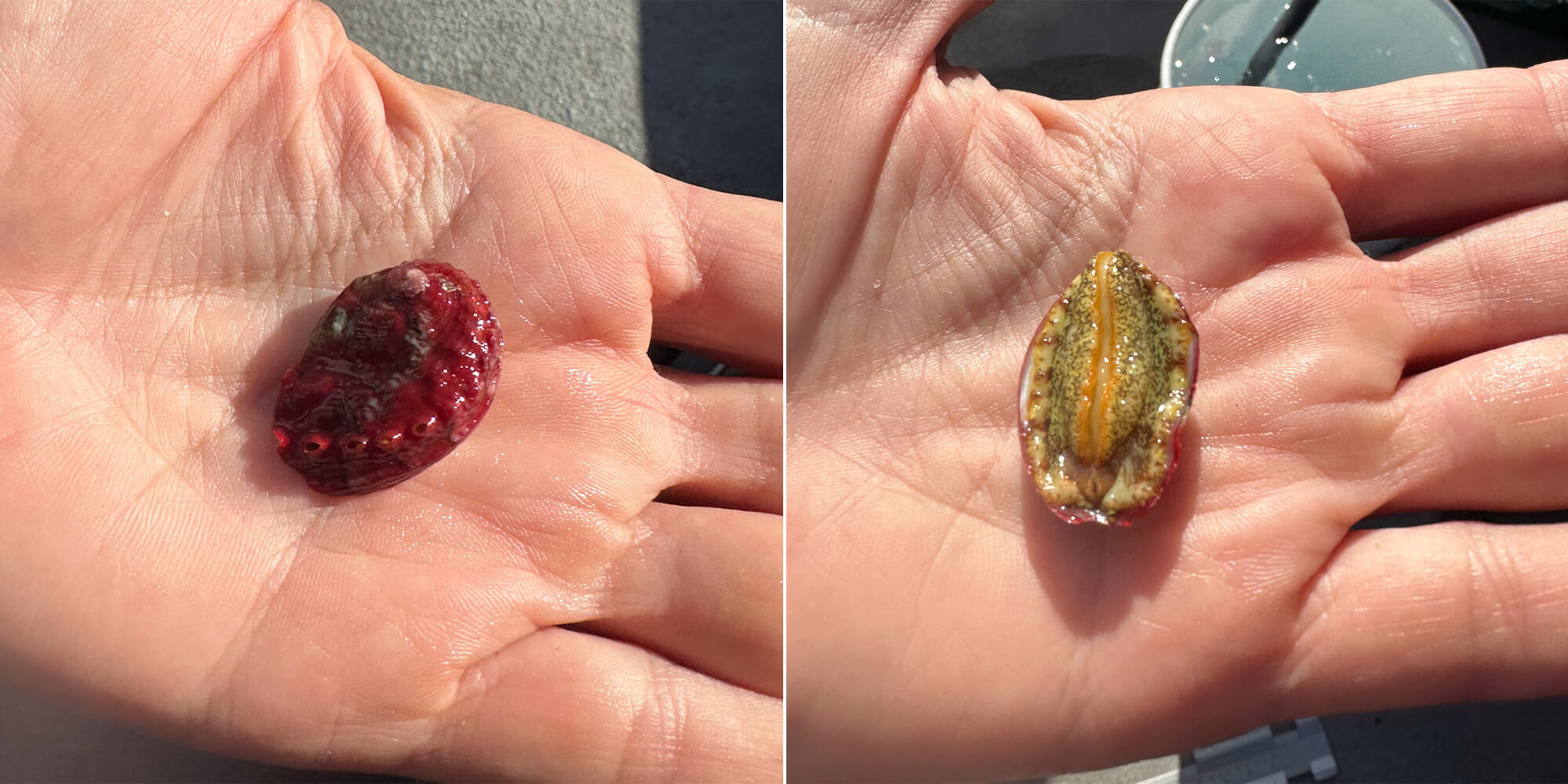Side by side image of an abalone, shell side and foot muscle side up