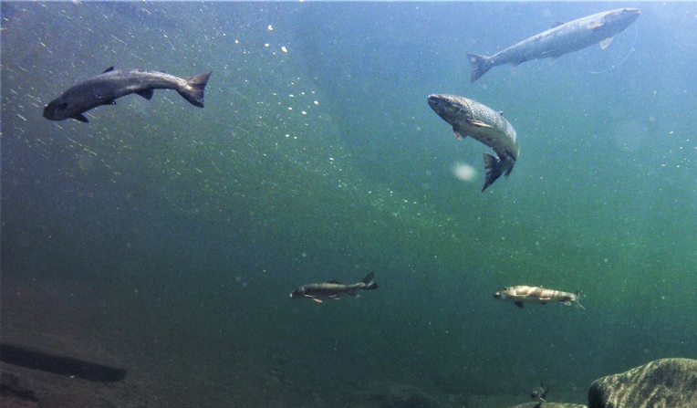  Five silvery Atlantic salmon photographed from below are swimming in clear water just above some large rocks.