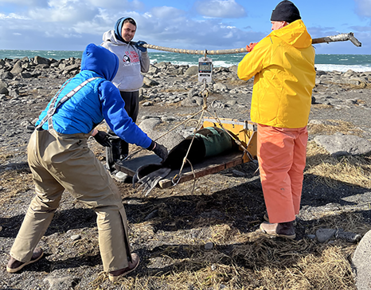 ECO and NOAA Fisheries Staff work together to weigh a tagged female northern fur seal.