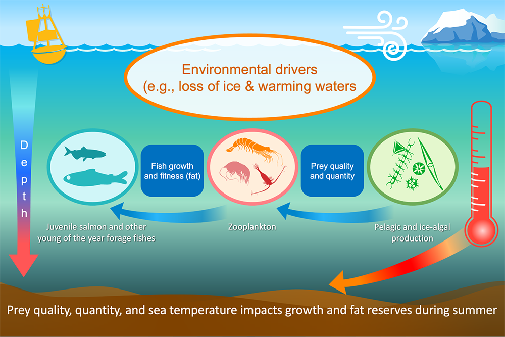 Graphic showing how prey quality, quantity and sea temperature impacts growth and fat reserves during summer