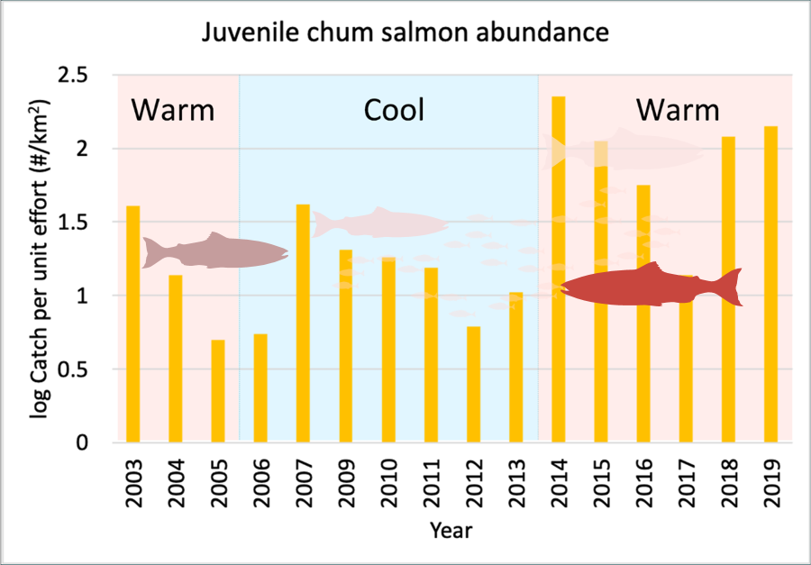 Juvenile chum salmon abundance from 2003 to 2019