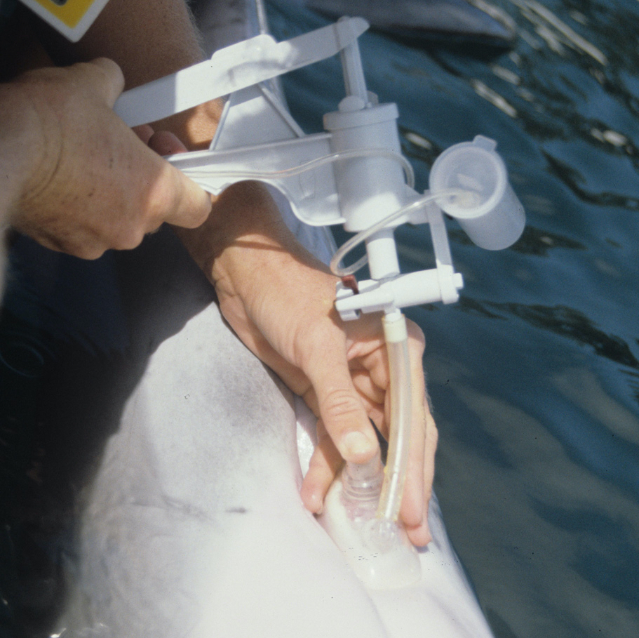 Navy personnel collecting milk from a female bottlenose dolphin using a specialized milking device. The milking device is a closed system consisting of a hand-operated vacuum pump, suction mask, and collection vial, which are all connected by plastic tubing. 