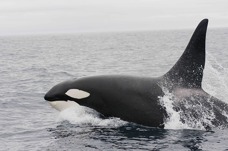 A solo killer whale
