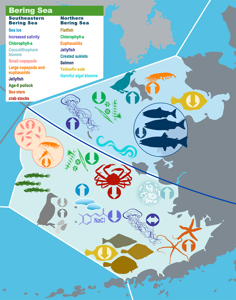 Map of Bering Sea marine ecosystem