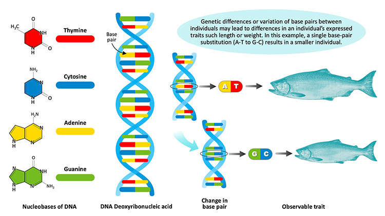 Graphic showing differences in genetics between salmons from hatcheries versus wild salmon 