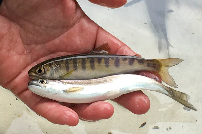 Juvenile coho and Chinook salmon from the Clackamas River (Photo: NOAA)