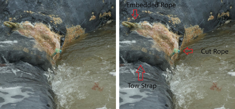 Close up of a whale's tail with rope embedded in it, lying the surf. The plain image is on the left, an identical image on the right has text and arrows pointing to the two strap, cut rope, and embedded rope.