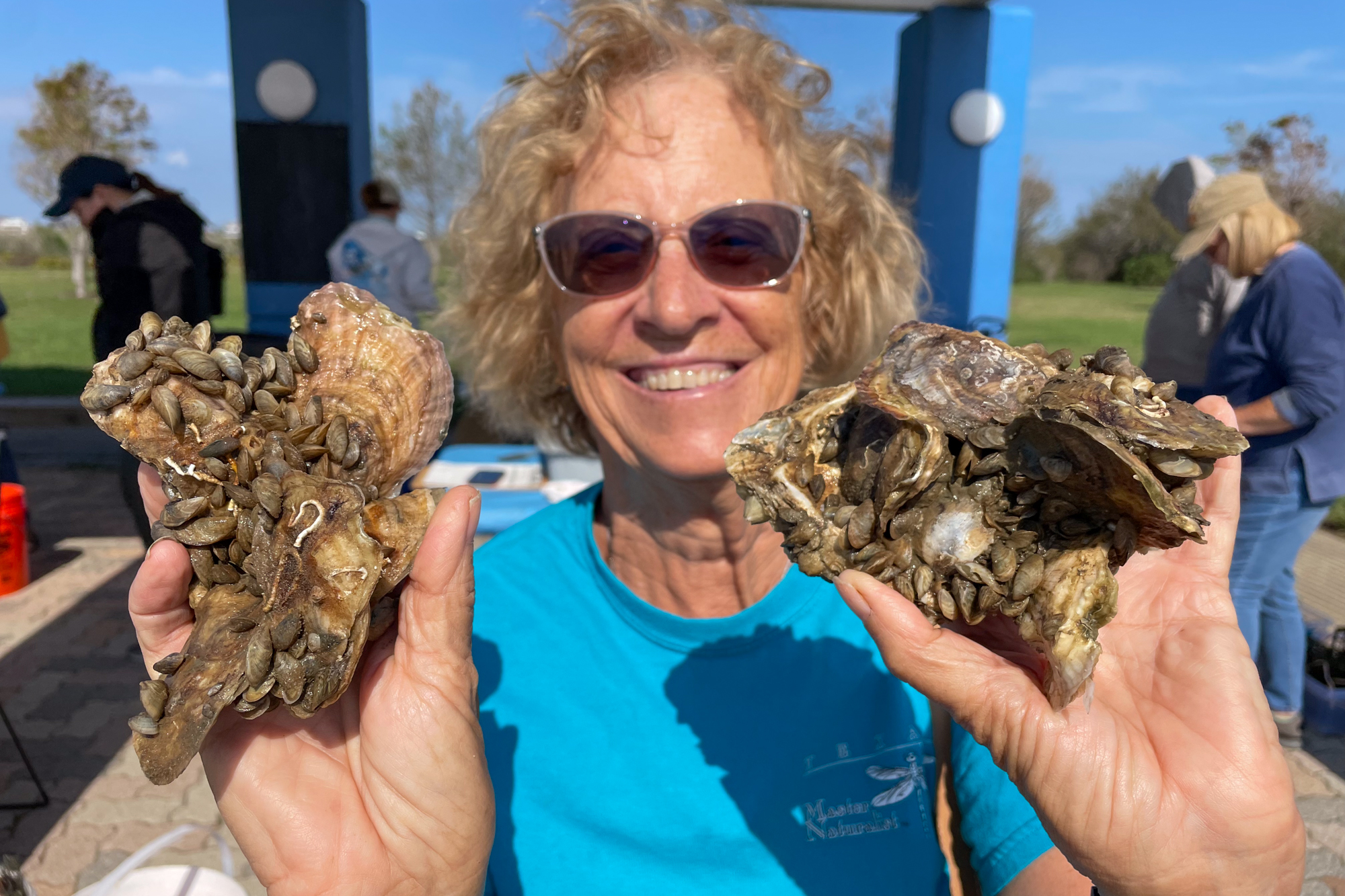 An oyster gardener showing growth of new oysters (Photo: Galveston Bay Foundation)