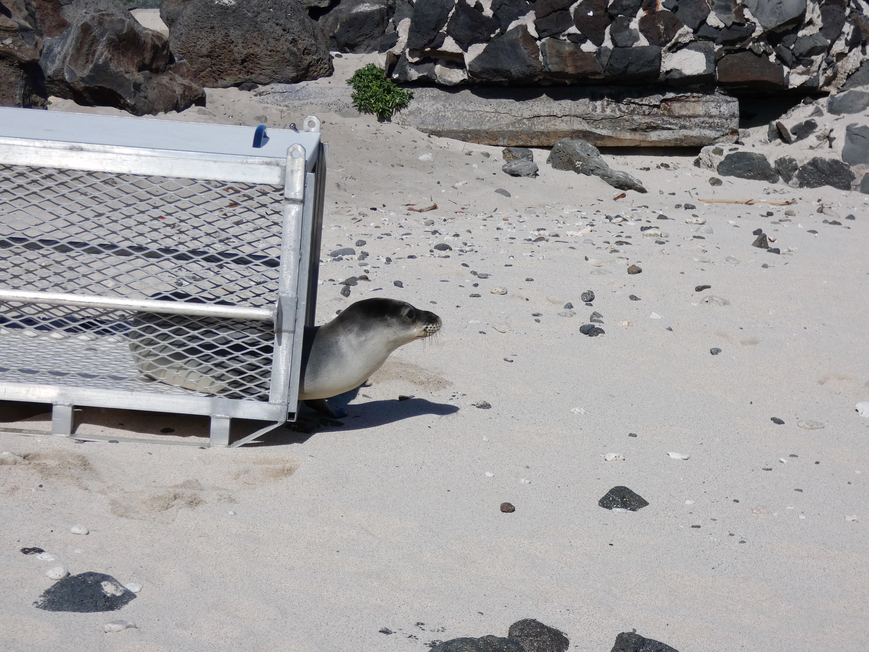 An endangered Hawaiian monk seal emerges from a travel crate that is located on a sand beach.