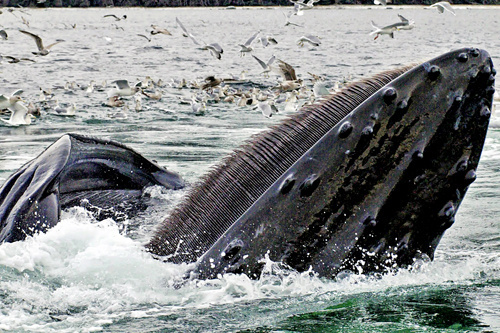 500x333-AlaskaHumpbackWhaleImage2.jpg