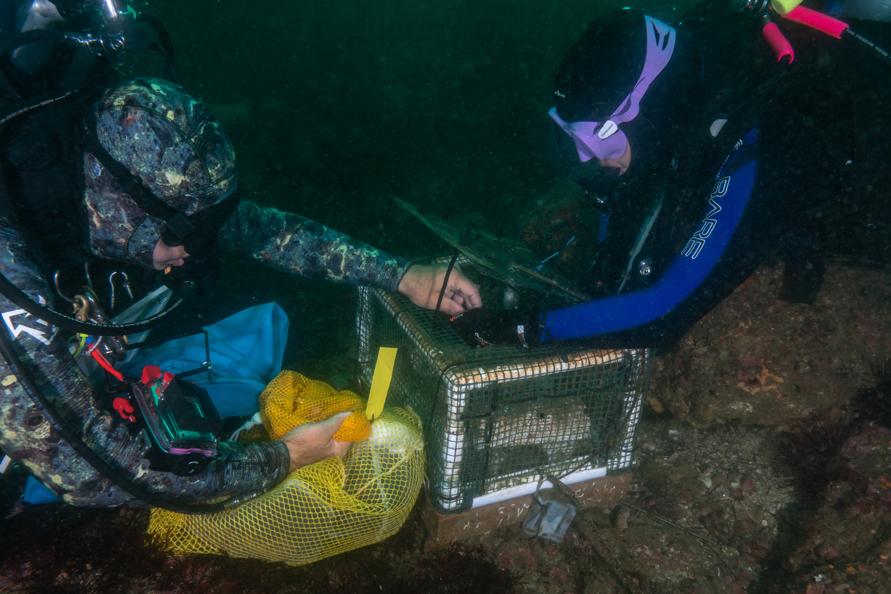dam-migration-miss/1280_UiRc84XAe1C0.jpg Two divers in the water securing a white abalone in an outplant module that looks like a netted box.