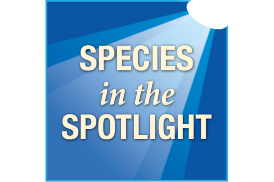 Species in the Spotlight logo.
