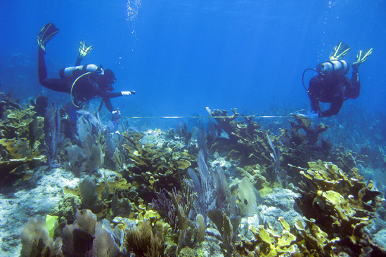 Research divers measuring coral reef