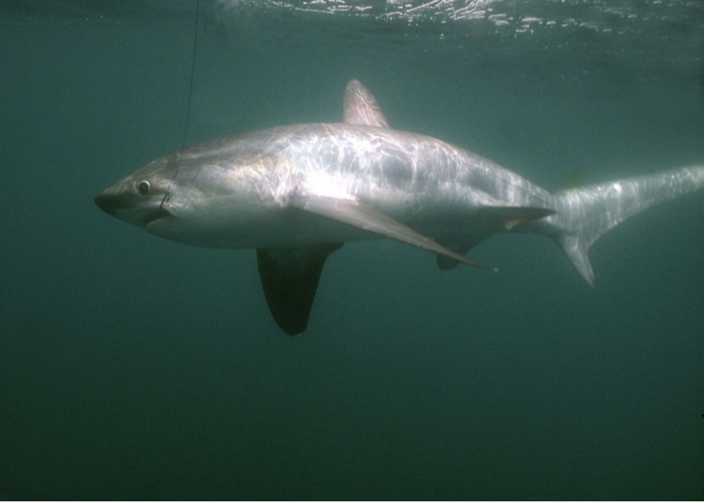 Fish and Game Considers Great Whites for ESA Protection, Animals