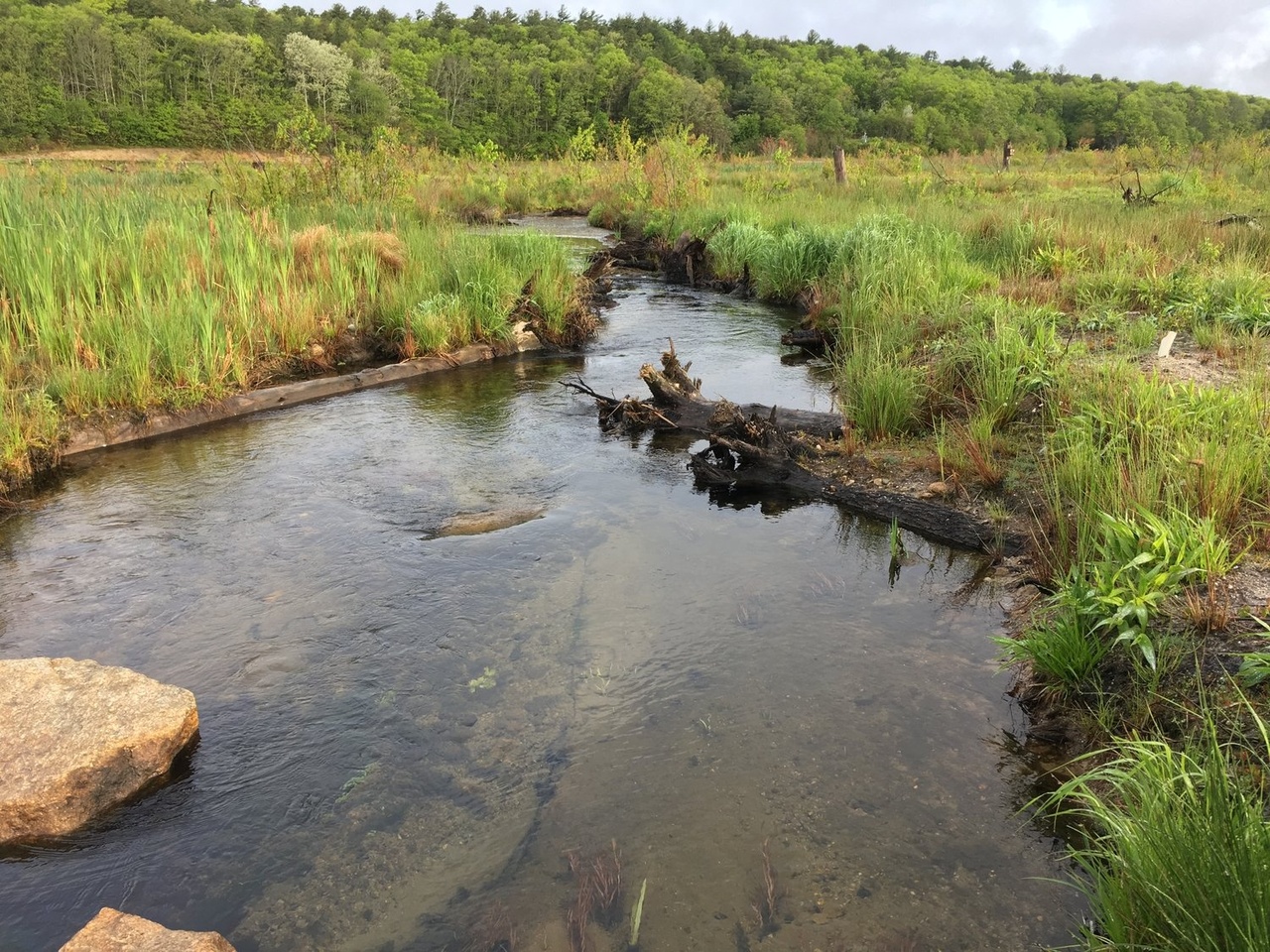 Returning a Cranberry Bog to a Thriving Wetland | NOAA Fisheries