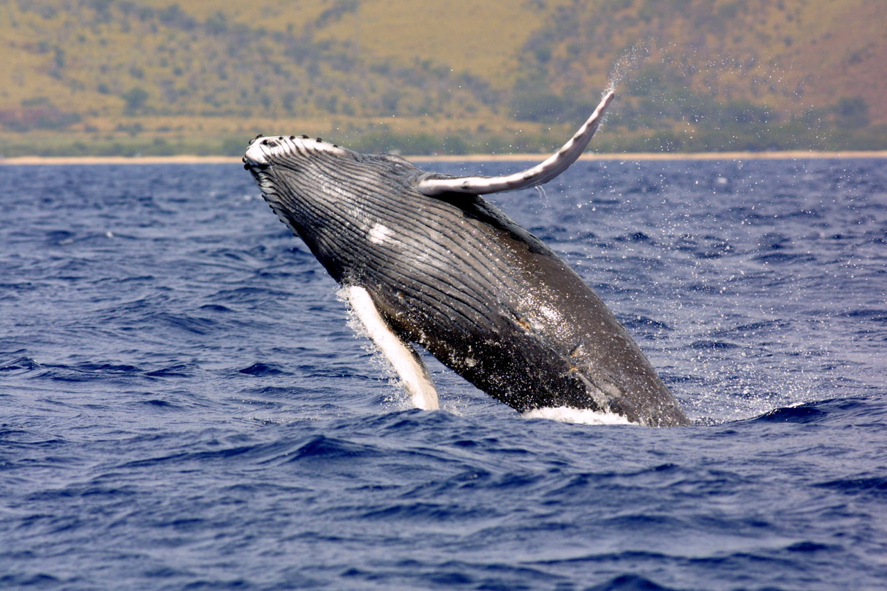 Facebook launches new Whale app that lets you create your own