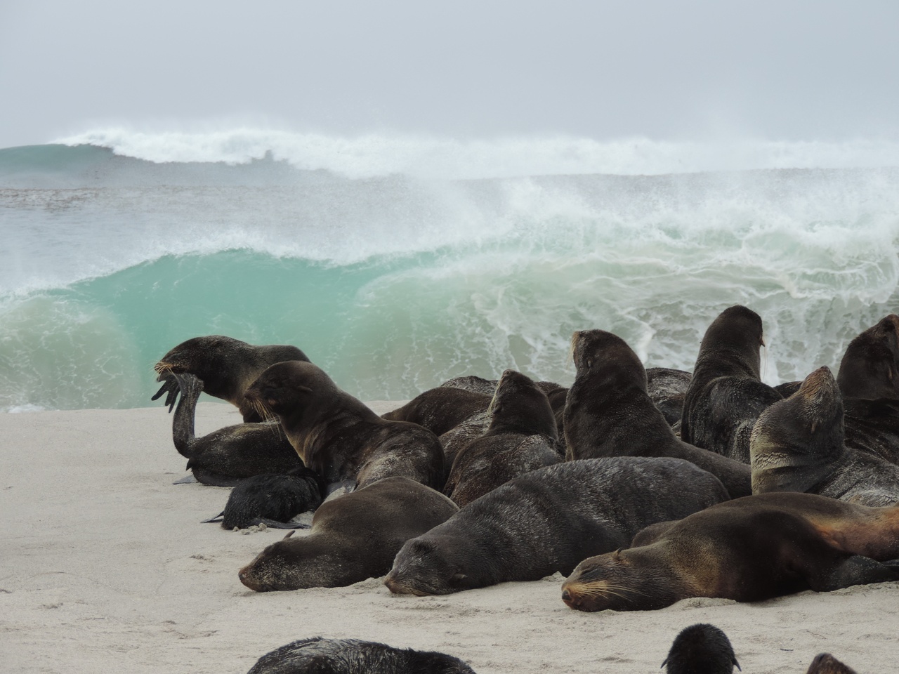 Northern Fur Seal | NOAA Fisheries