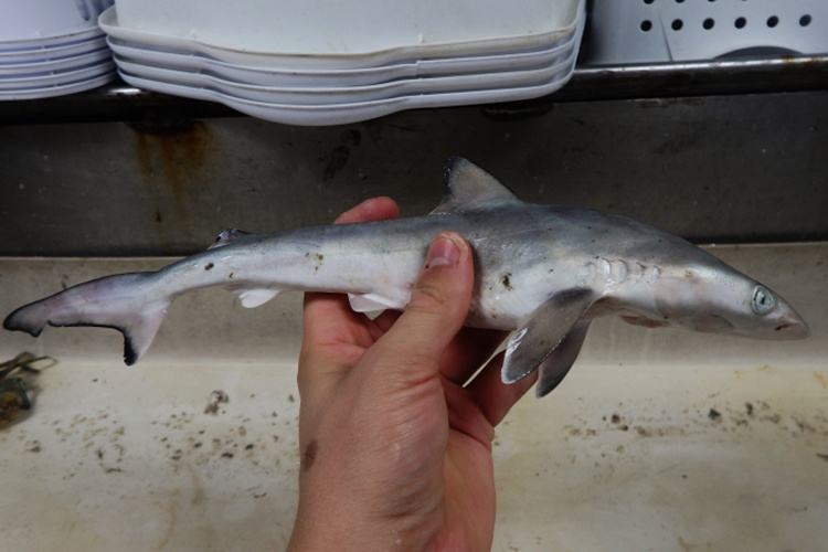 Watch: Man guides stranded shark back to ocean 