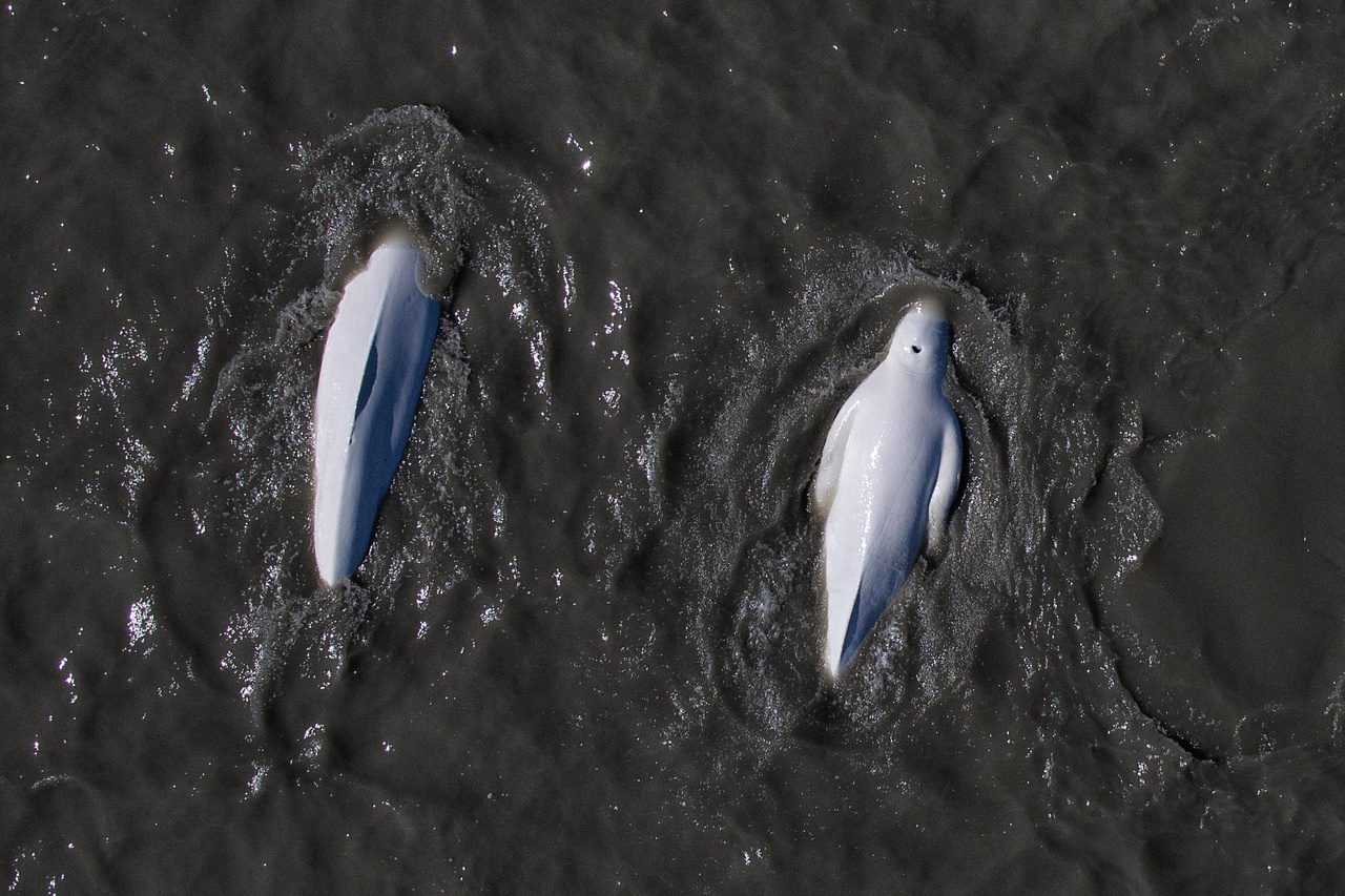 Beluga, Whales, Species